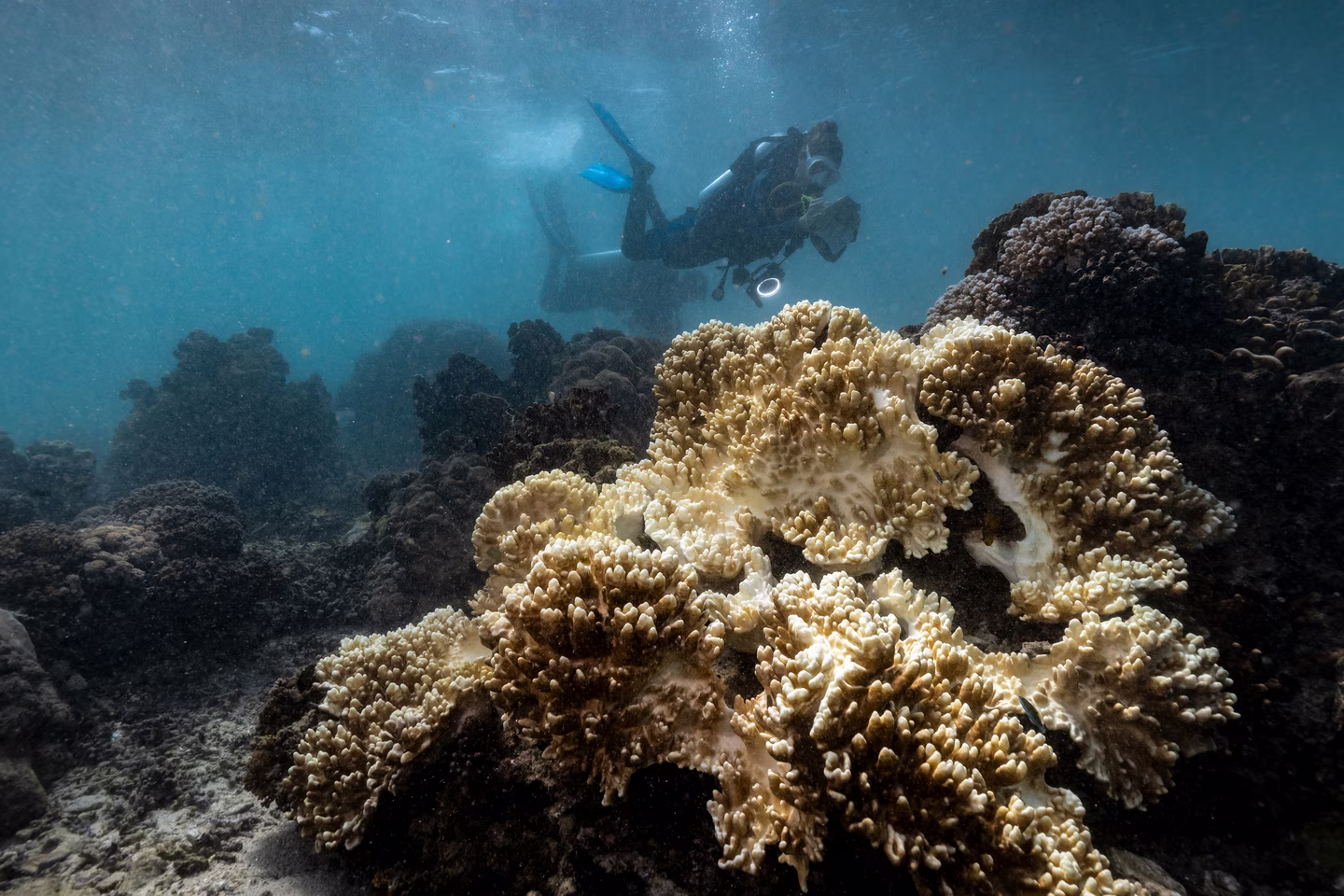 underwater coral reef