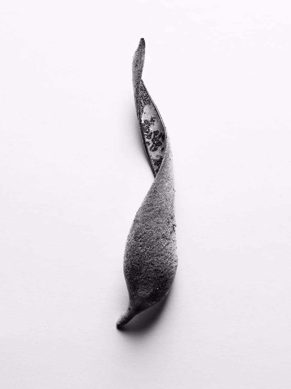Still life of elongated organic form with smooth curved surface