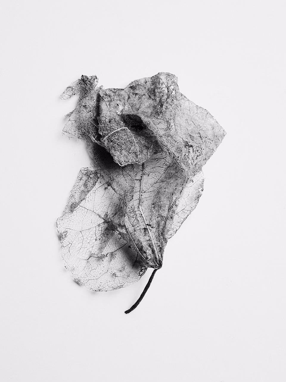 Still life of dried leaf with visible veins and delicate structure