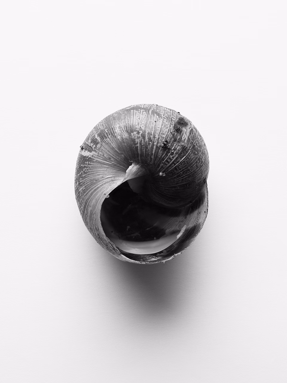 Still life of weathered spiral shell with worn surface texture